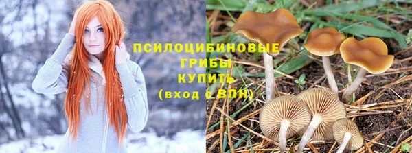 гашик Арсеньев